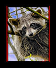 A young racoon outside my window thumbnail